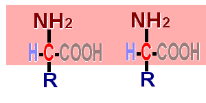 Aminoacidi e gruppi laterali R