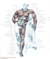 anatomia_front.gif (223334 byte)