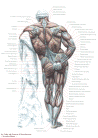 anatomia_post.gif (298362 byte)