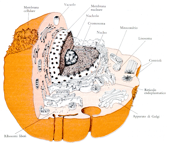 Cellula