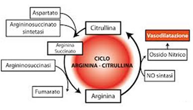 Citrullina