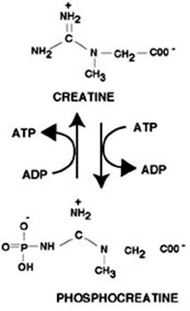 Creatina fosfocreatina