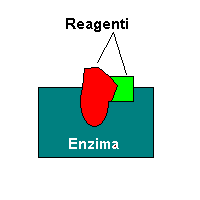 enzimi