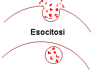 Esocitosi