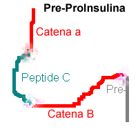 Pre-proinsulina