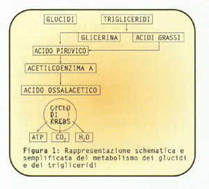 Metabolismo dei Glucidi e dei Trigliceridi