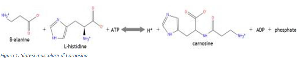 Sintesi della carnosina