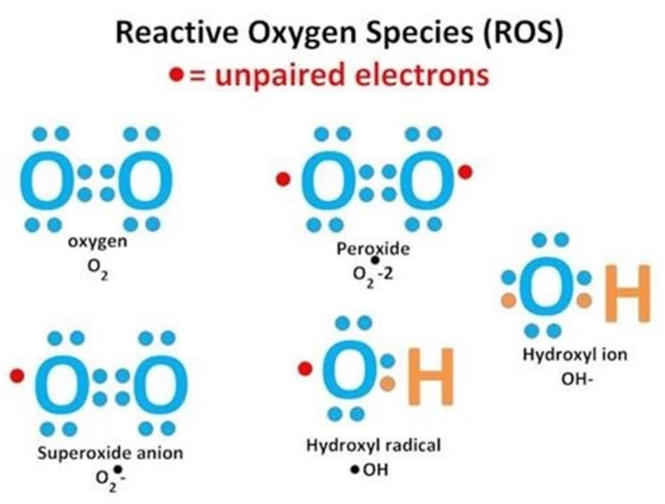 Radicali Liberi - Specie reattive dell'ossigeno